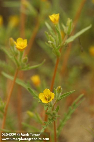 Mentzelia albicaulis