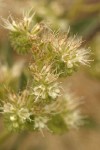 Silverleaf Phacelia blossoms detail