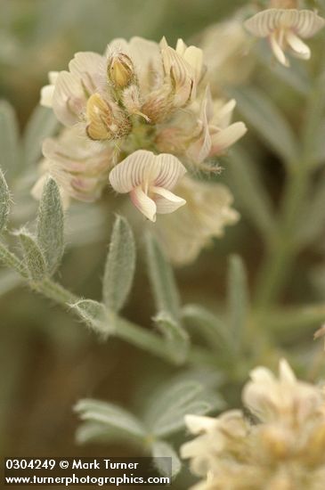 Astragalus sp.