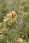 Milk-vetch blossoms & foliage detail