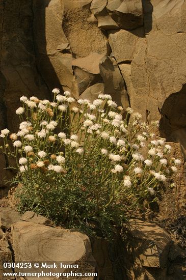 Chaenactis douglasii