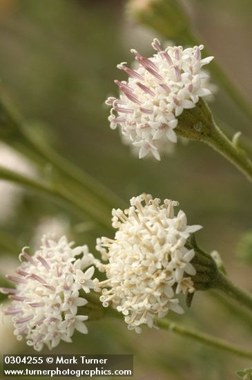 Chaenactis douglasii