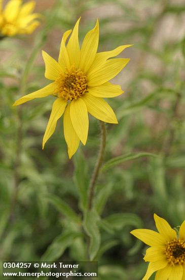 Helianthus cusickii