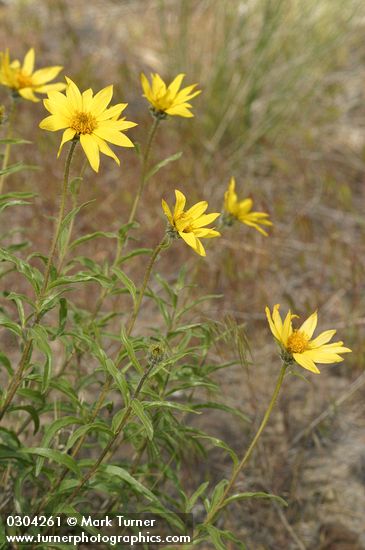 Helianthus cusickii