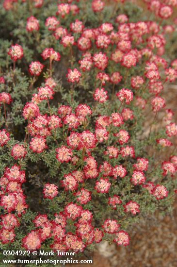 Eriogonum thymoides