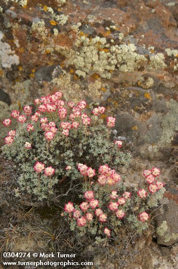 Eriogonum thymoides