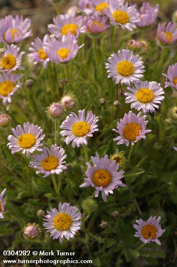 Erigeron poliospermus