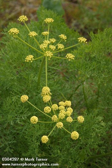 Lomatium thompsonii