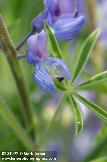 Lupinus sericeus ssp. sericeus var. flexuosus (L. sericeus var. fikeranus)
