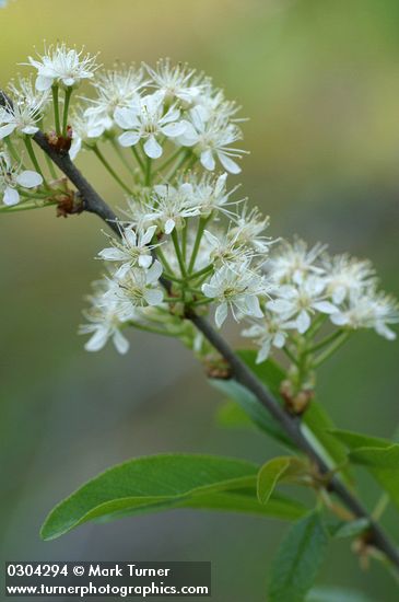 Prunus emarginata