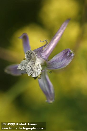 Delphinium lineapetalum