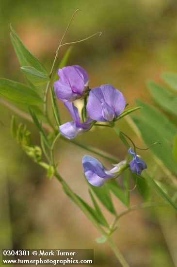 Lathyrus pauciflorus