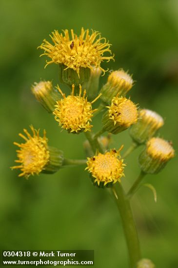 Cacaliopsis nardosmia (Luina nardosima)