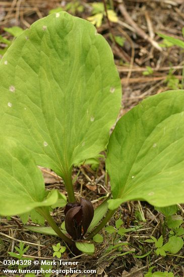 Trillium petiolatum