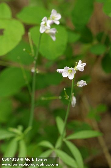 Cardamine californica var. integrifolia