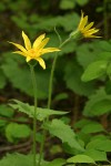 Heart-leaf Arnica