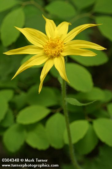 Arnica cordifolia