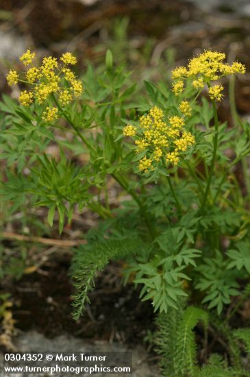Lomatium brandegeei