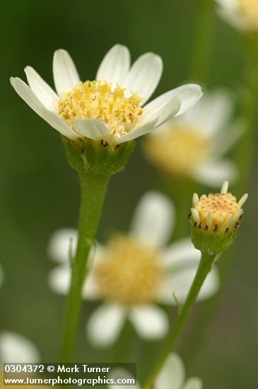 Senecio integerrimus var. ochroleucus
