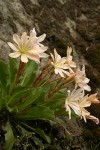 Tweedy's Lewisia