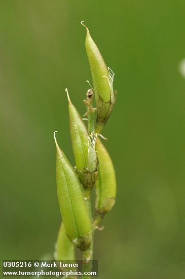 Astragalus reventiformis