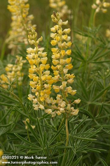 Lupinus sulphureus