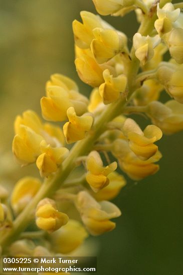 Lupinus sulphureus