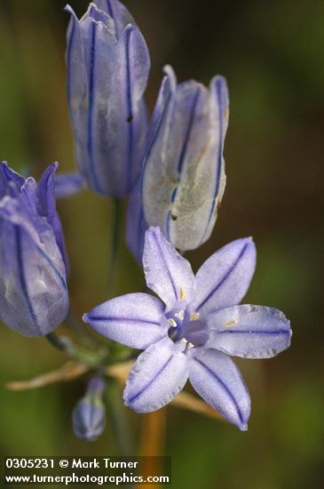 Triteleia grandiflora var. grandiflora (Brodiaea douglasii)