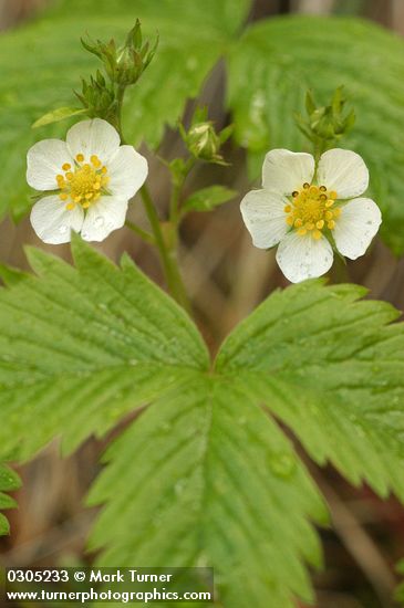 Fragaria vesca ssp. bracteata