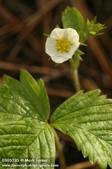 Fragaria vesca ssp. bracteata