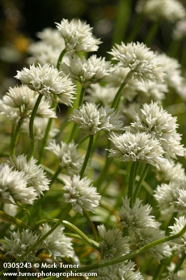 Allium madidum