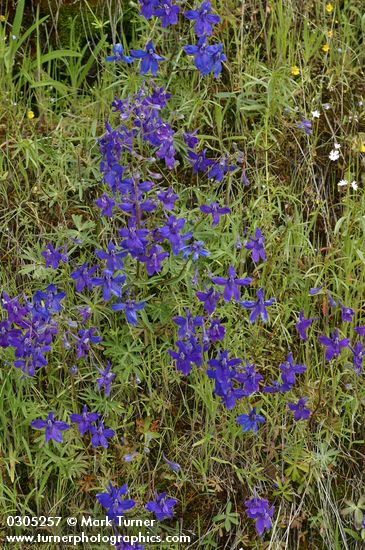 Delphinium nuttallianum