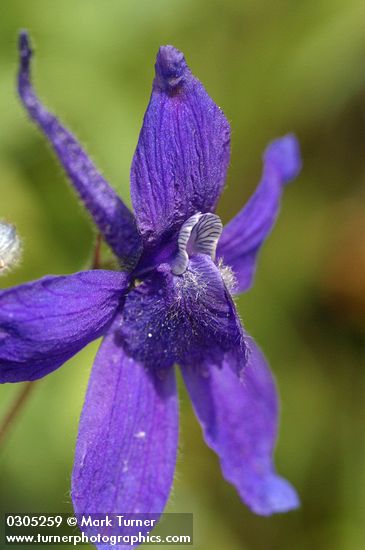 Delphinium nuttallianum