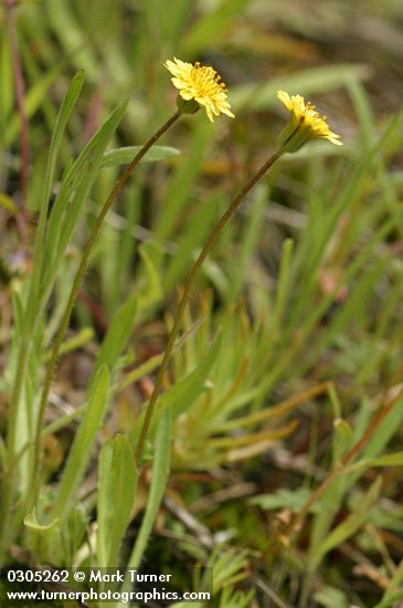 Agoseris heterophylla