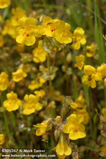 Mimulus guttatus
