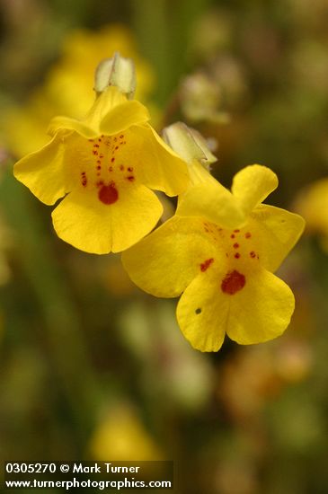 Mimulus guttatus