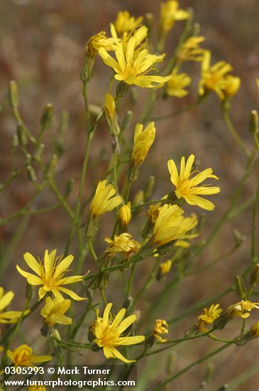 Crepis atribarba