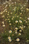Thread-leaf Fleabane