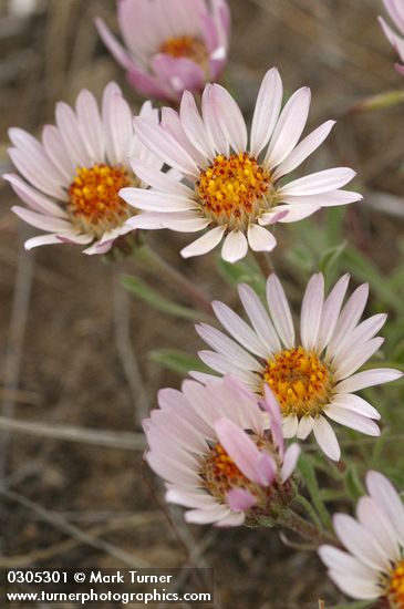 Townsendia florifera