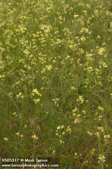 Sisymbrium altissimum