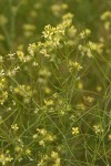 Tumbling Mustard blossoms