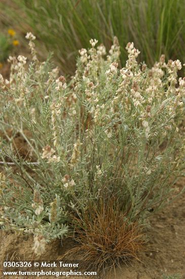 Astragalus caricinus