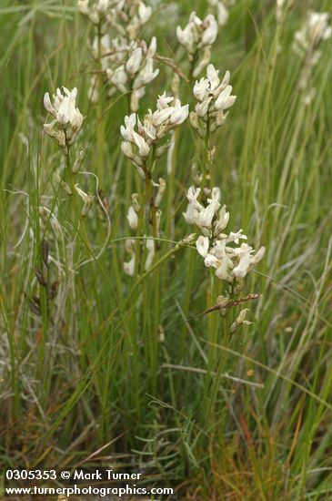 Astragalus reventiformis