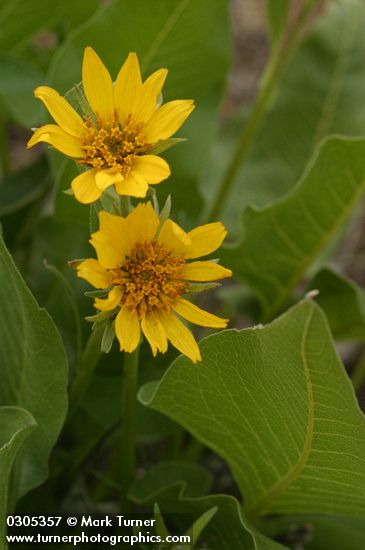 Balsamorhiza careyana
