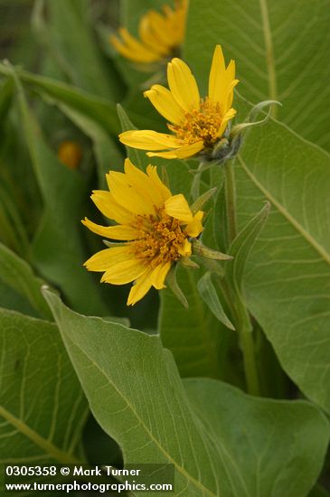 Balsamorhiza careyana
