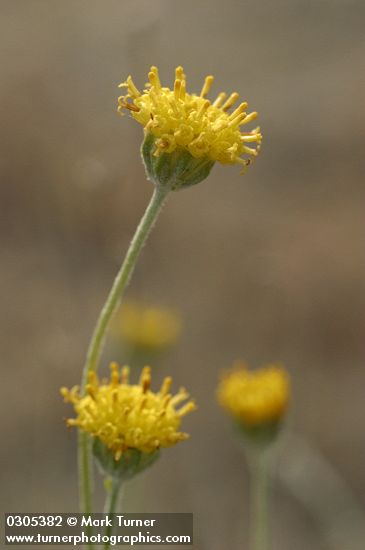 Hymenopappus filifolius