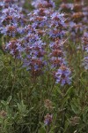 Purple Sage blossoms & foliage detail