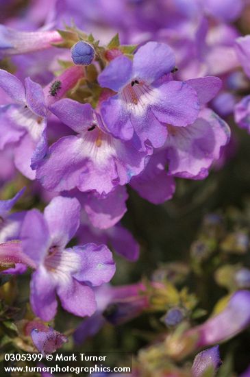 Penstemon gairdneri