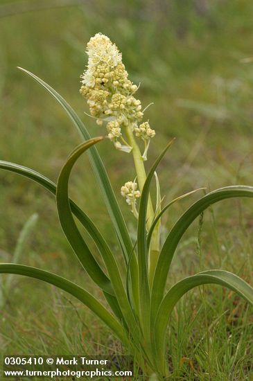 Zigadenus paniculatus