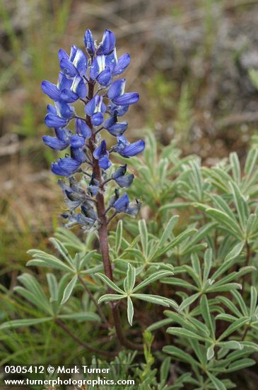 Lupinus aridus ssp. aridus (L. lepidus var. aridus)
